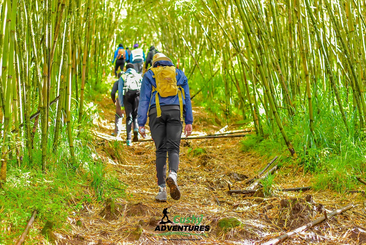 ELEPHANT HILL ABERDARE HIKE – BAMBOO FOREST TO MOORLAND ADVENTURE